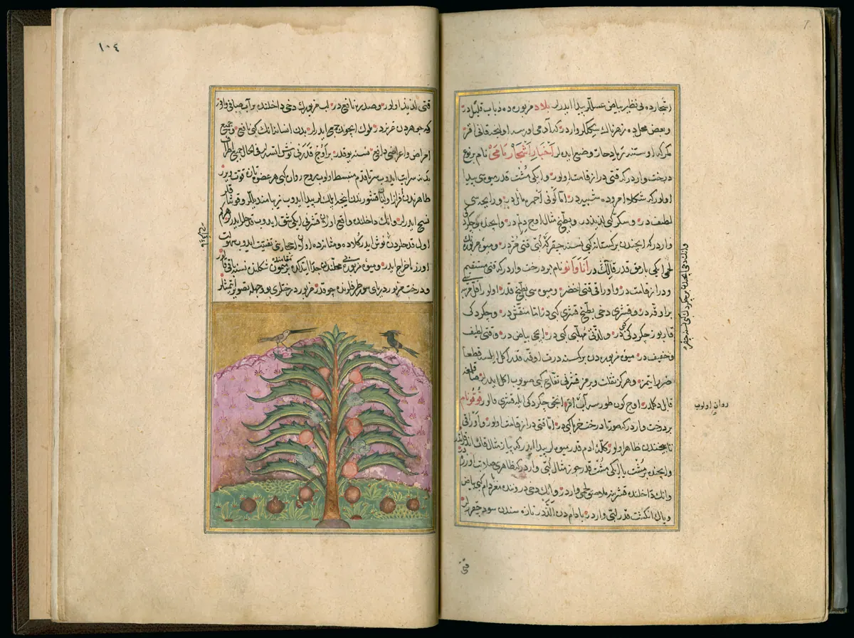 Târîh-i Hind-i Garbî (Târîh-i Yeni Dünyâ / Hadîs-i Nev), fol. master-pg006-007-coconut-tree. Newberry Library